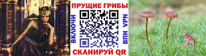 Псилоцибиновые грибы мицелий Тихвин